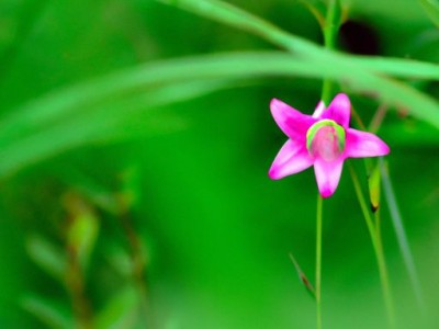 紫萼花图片-欣赏紫萼花的美丽与神秘