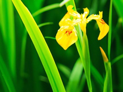 黄花鸢尾和黄菖蒲有什么区别？