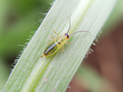 绿菊和蜈蚣草哪个好养？
