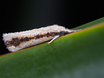 如何从多个方面防治病虫害？