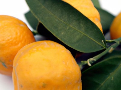 橡木家具的优缺点及选择指南