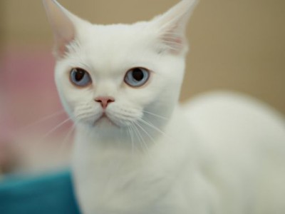 暹罗猫：价格多少钱一只？