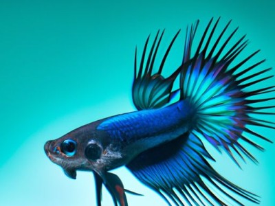 净水器哪个牌子好（净水器哪个牌子好 最新十大排名）