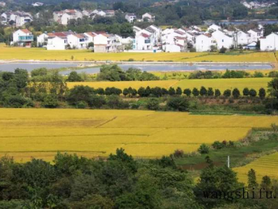 榴莲哪个季节种植（榴莲哪个季节种植最好）