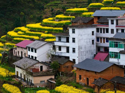 白茶（白茶的功效与作用）