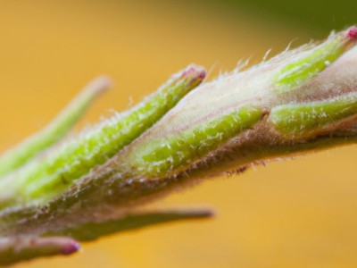 三棵树乳胶漆很贵，但是贵得有道理！