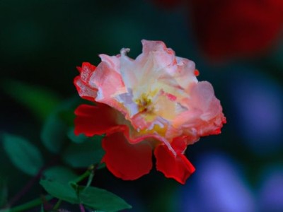 月季花图片及月季花图片大全大图