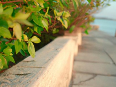 海风藤的功效与作用