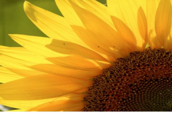 太阳把向日葵粉刷的金黄金黄就像什么