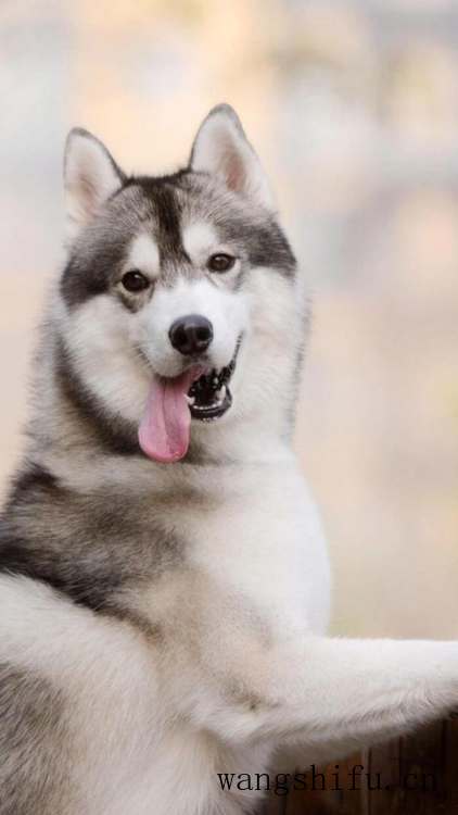 你们一般都在哪里找壁纸？ 墙面贴壁纸 第28张 你们一般都在哪里找壁纸？ 墙面贴壁纸 粉刷匠第28张