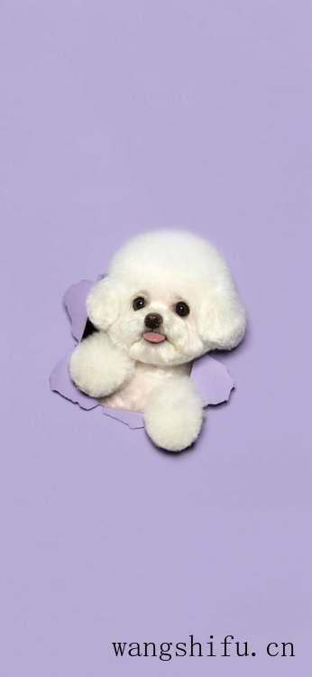 你们一般都在哪里找壁纸？ 墙面贴壁纸 第29张 你们一般都在哪里找壁纸？ 墙面贴壁纸 粉刷匠第29张