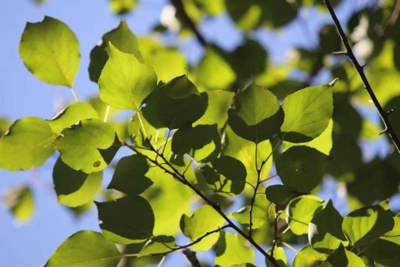 秋日壁纸 | 来自东师的秋季色卡