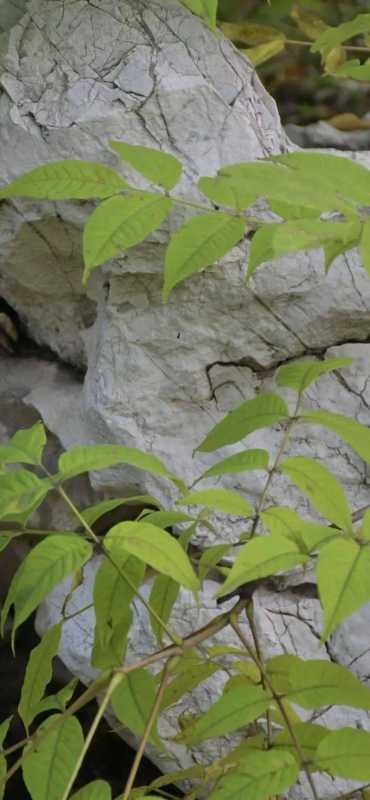 秋日壁纸 |<img src=