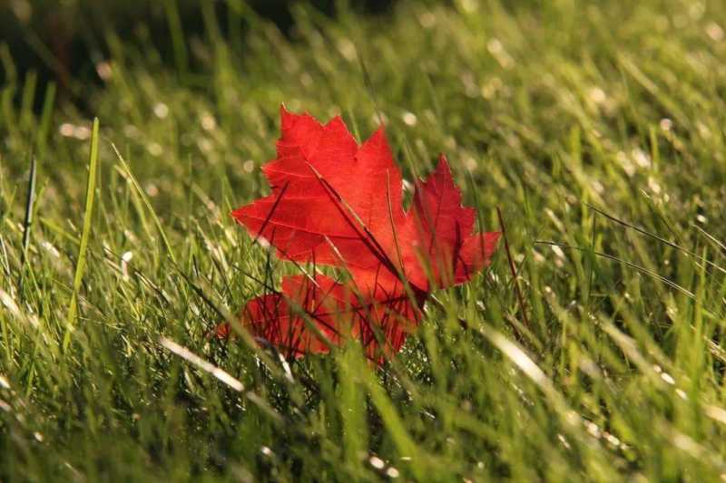 秋日壁纸 |<img src=