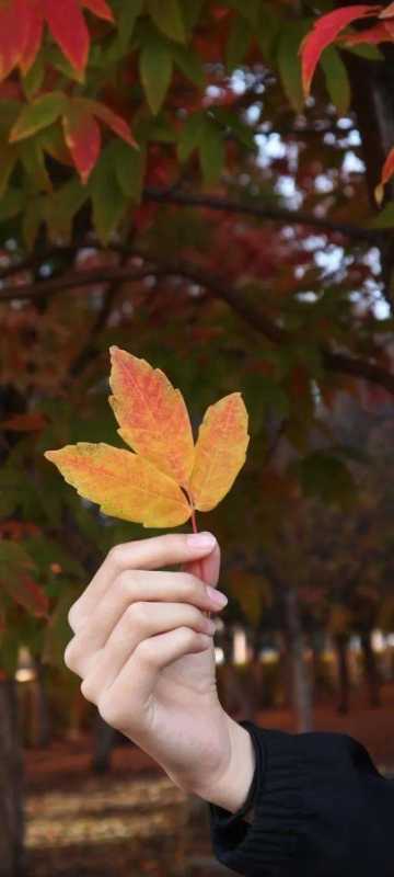 秋日壁纸 |<img src=