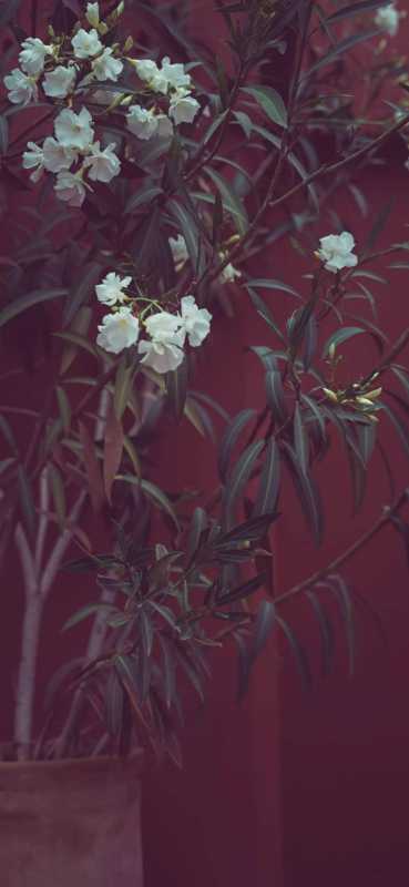 全面屏壁纸 |<img src=