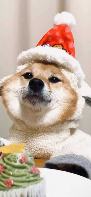 全面屏壁纸 |<img src=