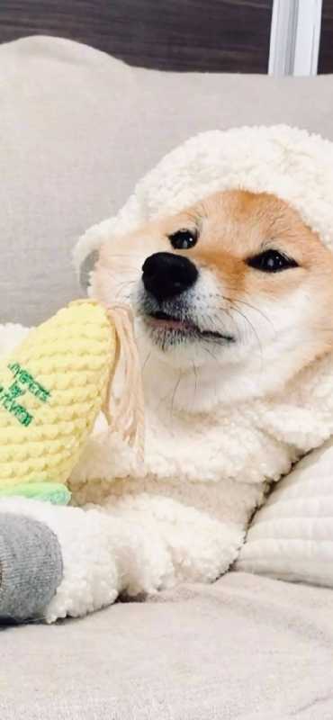 全面屏壁纸 |<img src=