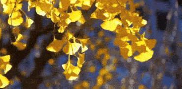 美成壁纸！大兴这棵500余年古银杏迎来颜值巅峰