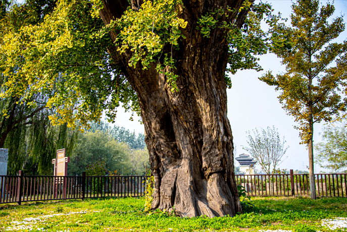 美成壁纸！大兴这棵500余年古银杏迎来颜值巅峰