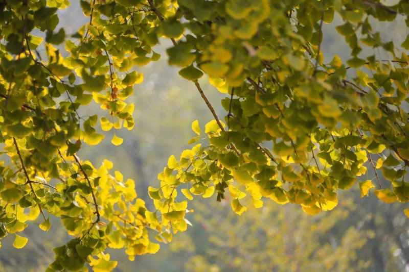 美成壁纸！大兴这棵500余年古银杏迎来颜值巅峰