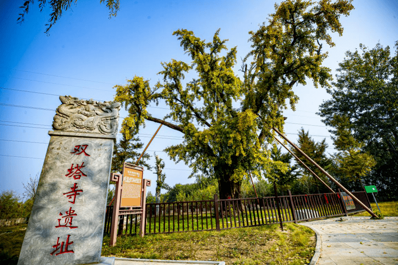 美成壁纸！大兴百年古树换金装，每一张都惊艳！