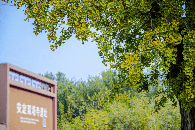 美成壁纸！大兴百年古树换金装，每一张都惊艳！