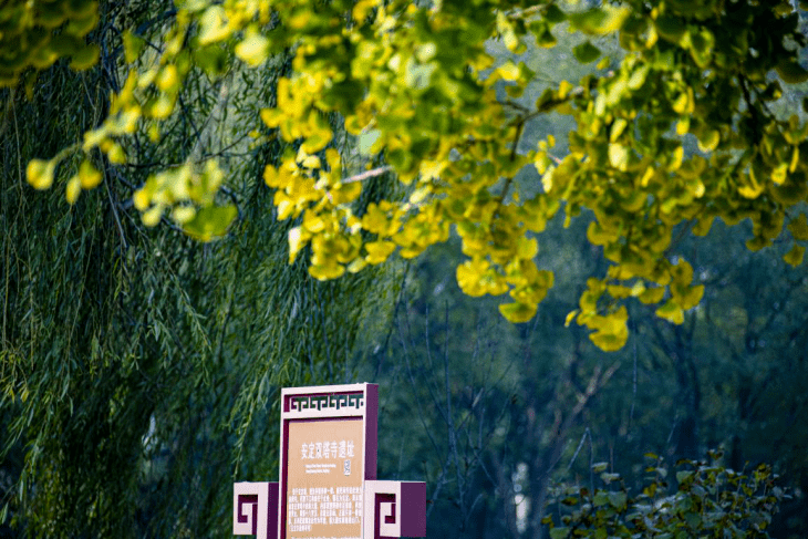 美成壁纸！大兴百年古树换金装，每一张都惊艳！