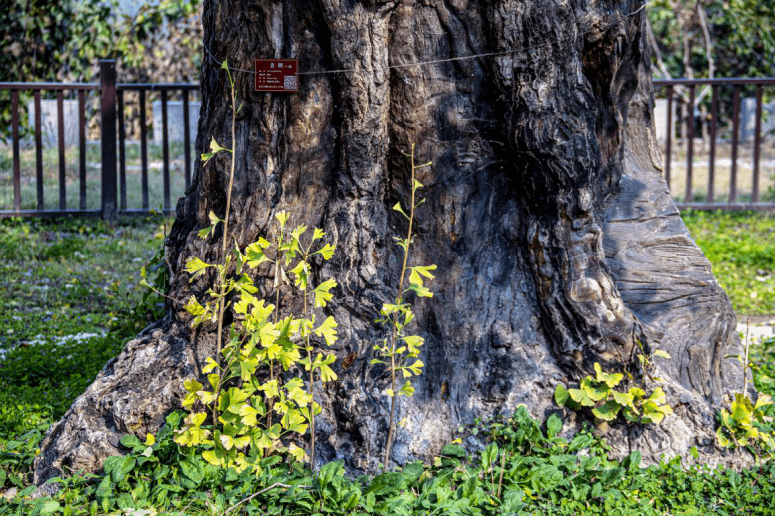 美成壁纸！大兴百年古树换金装，每一张都惊艳！