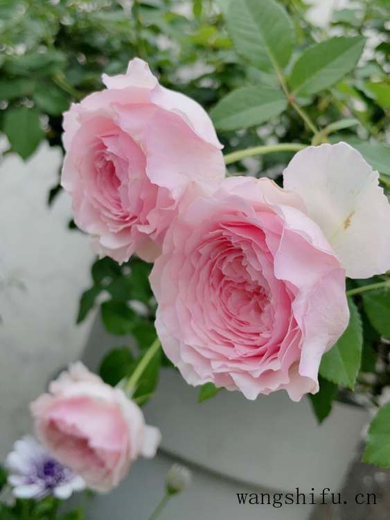 网上买酒哪个网站好（网上买酒哪个网站好一点）