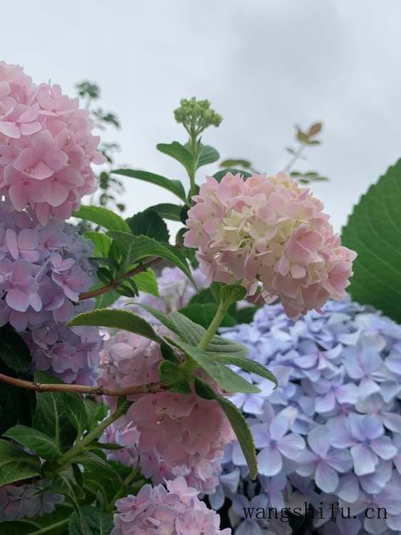 卖门和卖漆哪个好(卖门和卖漆哪个好一点) 卖门和卖漆哪个好(卖门和卖漆哪个好一点)