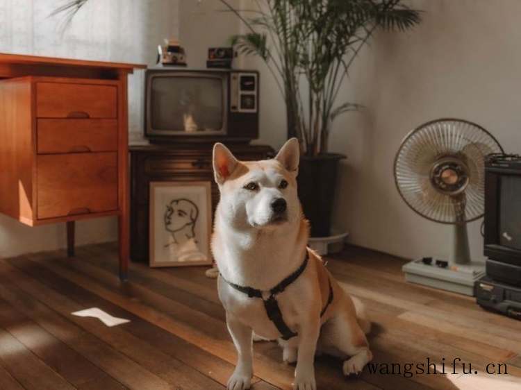 水性木器漆的选购 水性木器漆的选购