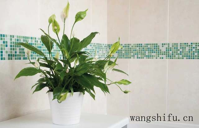 立升美的净水器哪个好(立升美的净水器哪个好用) 立升美的净水器哪个好(立升美的净水器哪个好用)