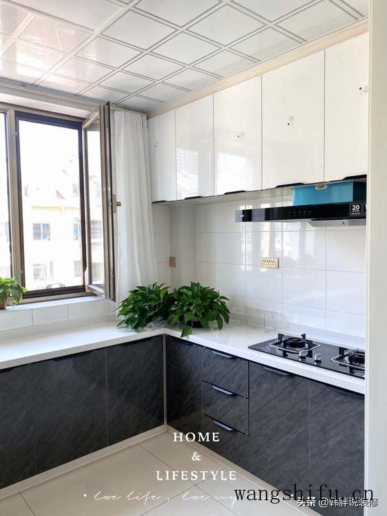 白花小松（白花小松多肉）