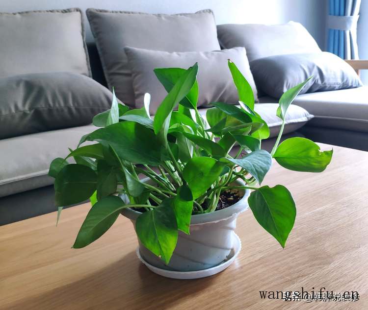 TVOC（tvoc指什么）