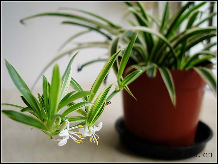 房子装修后到底多久能入住？两个月、五个月？最权威的回答来了 旧房翻新 第7张 房子装修后到底多久能入住？两个月、五个月？最权威的回答来了 旧房翻新 粉刷匠第7张