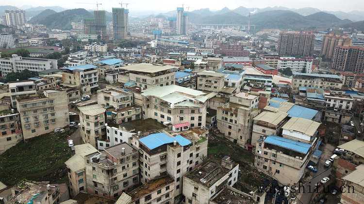 鱼尾葵（鱼尾葵果实能吃吗）