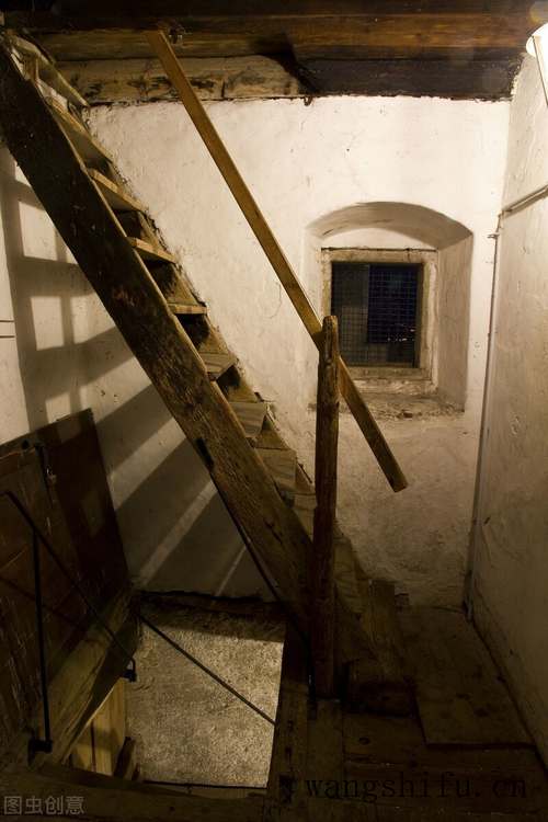 富贵蕨（富贵蕨的养殖方法和注意事项）