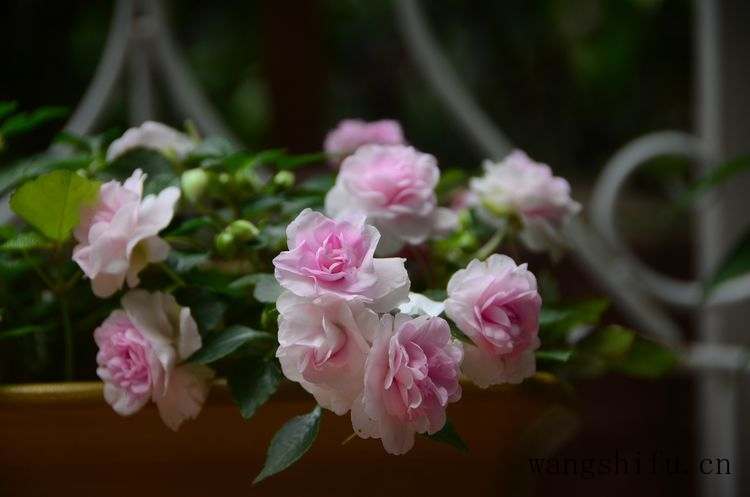 麻将椅哪个好（麻将椅哪个好用）