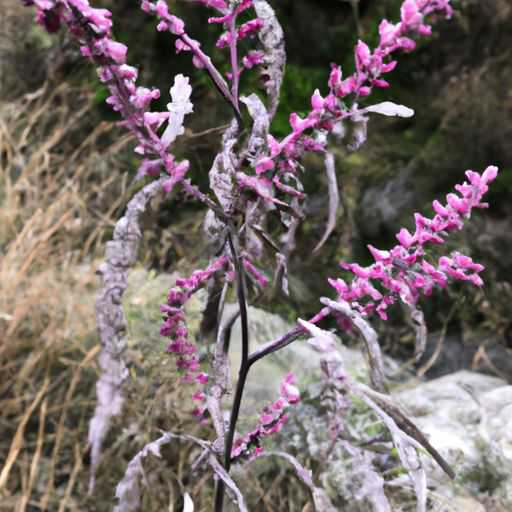 小叶紫檀与崖柏哪个好