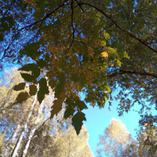 椴木和桦木哪个好