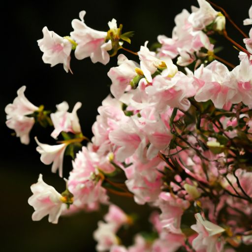 锦绣杜鹃 锦绣杜鹃