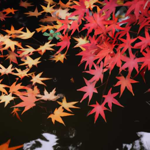 枫木和荷木哪个贵一些 枫木和荷木哪个贵一些