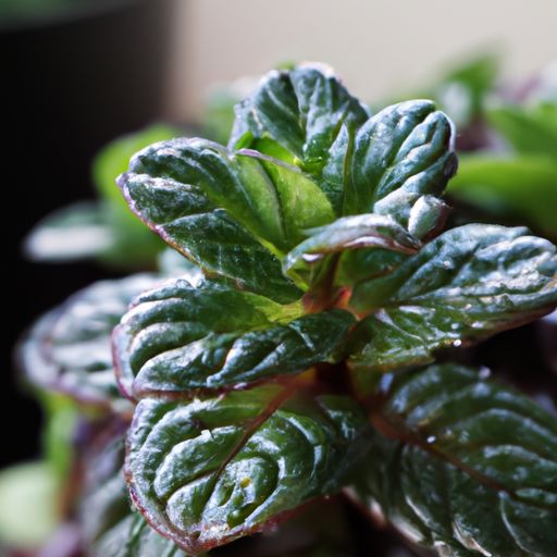 山影拳（山影拳开花图片）