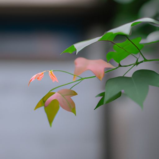 哪个品牌的小叶紫檀好