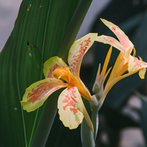 鸿运当头花 鸿运当头花