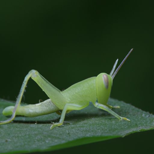 金蟾图片 金蟾图片