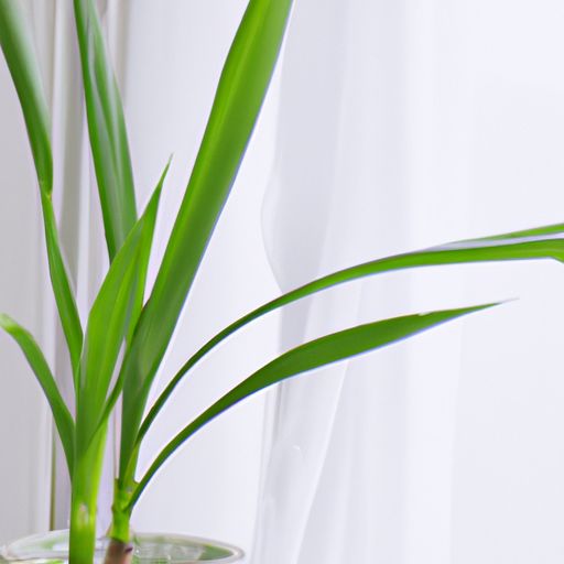 文竹和君子兰哪个好养