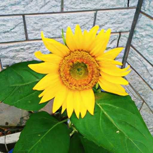 向日葵花种哪个牌 向日葵花种哪个牌