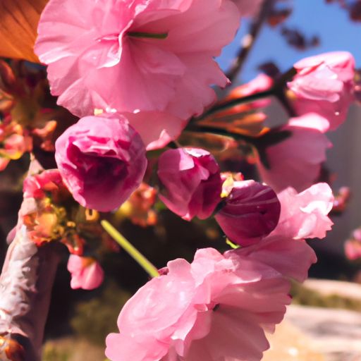 芙容是哪个市市花